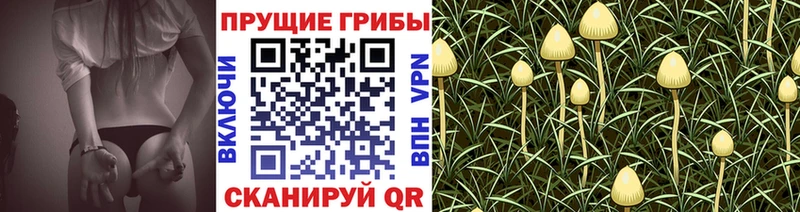 купить наркоту  Саянск  Псилоцибиновые грибы Psilocybine cubensis 